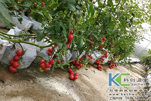 無土栽培，無土栽培技術，無土栽培設備