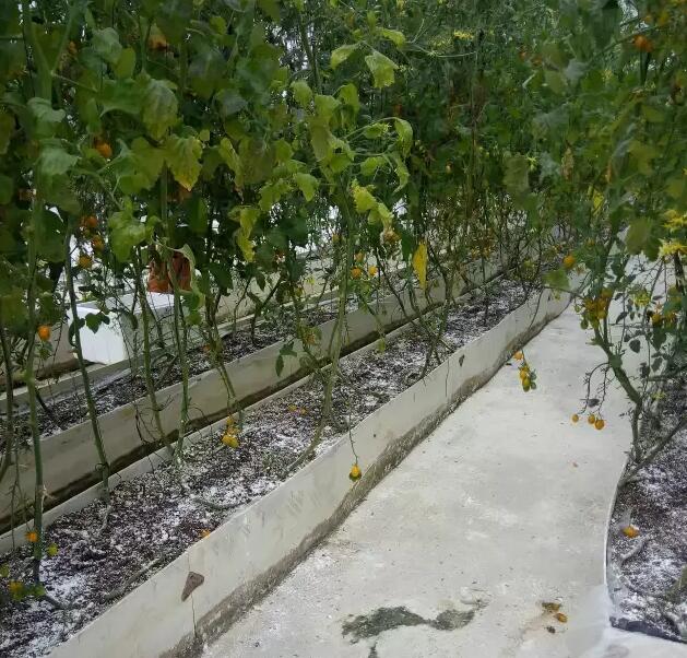 無土栽培，無土栽培技術，無土栽培設備